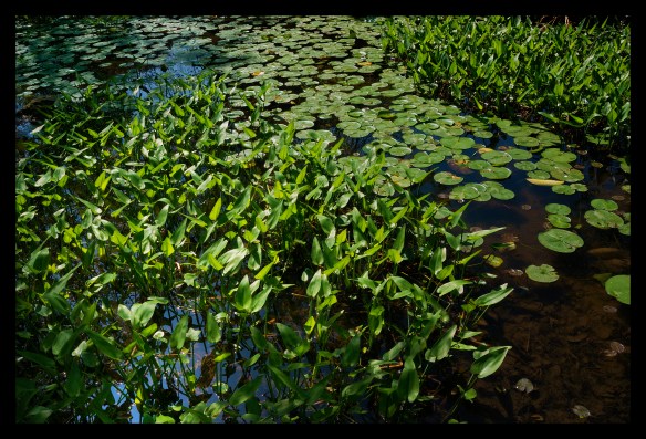 Lily Pond